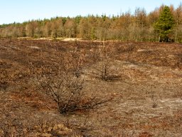 IMGP9720-Afbraendt Hede